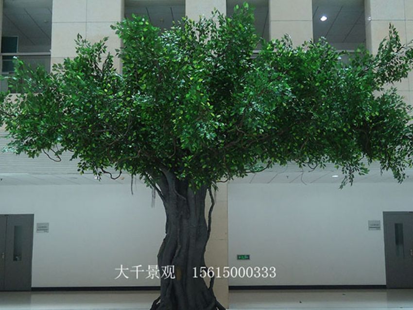 點擊查看詳細信息<br>標題：室內榕樹 閱讀次數：1582