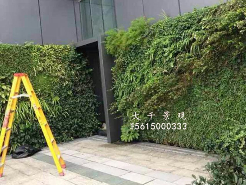 點(diǎn)擊查看詳細(xì)信息<br>標(biāo)題：綠植墻 閱讀次數(shù)：1631